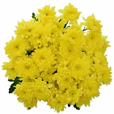 Chrysantéma T ZEHNYA SUNNY 75g