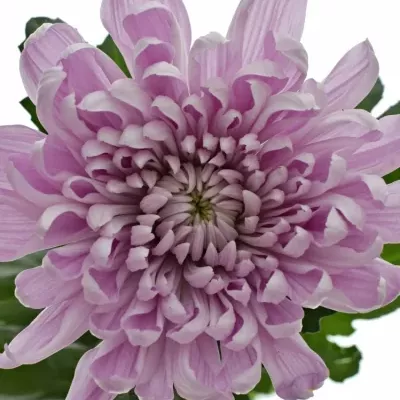 CHRYSANTHEMA G ALJONKA 60g