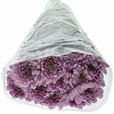 CHRYSANTHEMA G ALJONKA 60g