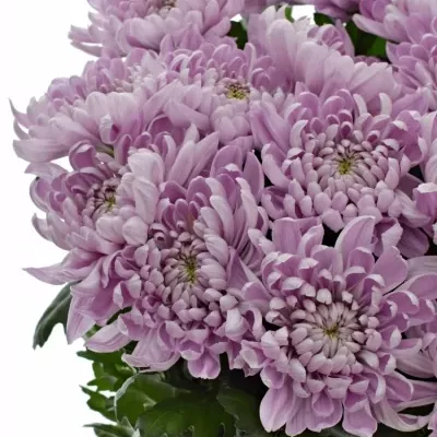 CHRYSANTHEMA G ALJONKA 60g