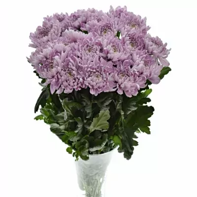 CHRYSANTHEMA G ALJONKA 60g