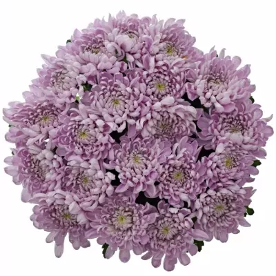 CHRYSANTHEMA G ALJONKA 60g