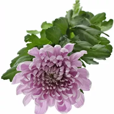 CHRYSANTHEMA G ALJONKA 60g