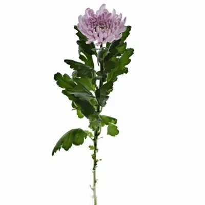 CHRYSANTHEMA G ALJONKA 60g