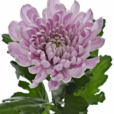 CHRYSANTHEMA G ALJONKA 60g