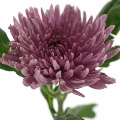 CHRYSANTHEMA G ANASTASIA LILAC