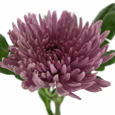 CHRYSANTHEMA G ANASTASIA LILAC