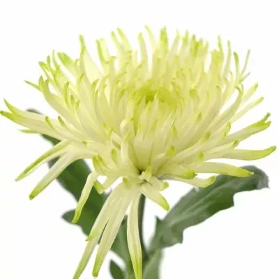 CHRYSANTHEMA G ANASTASIA STAR MINT