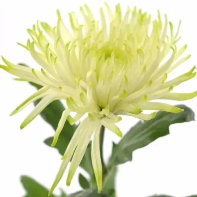 CHRYSANTHEMA G ANASTASIA STAR MINT