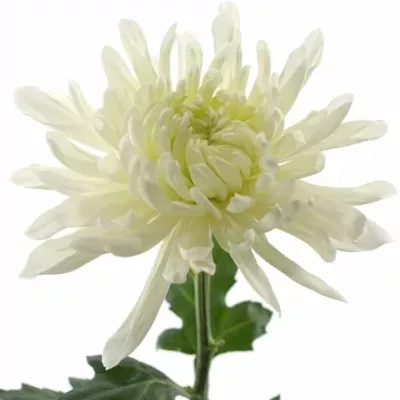 CHRYSANTHEMA G ANTONOV