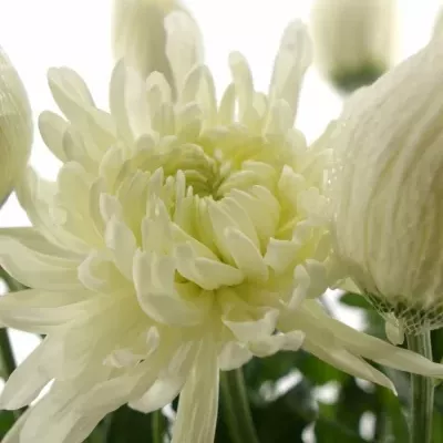 CHRYSANTHEMA G ANTONOV