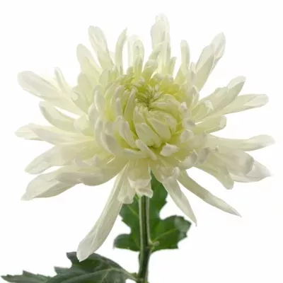 CHRYSANTHEMA G ANTONOV