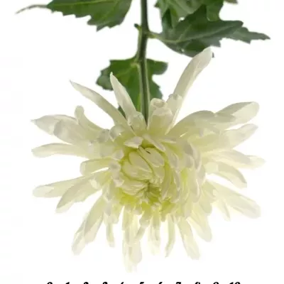 CHRYSANTHEMA G ANTONOV