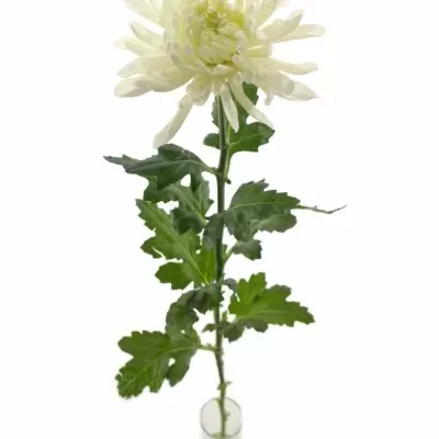 CHRYSANTHEMA G ANTONOV