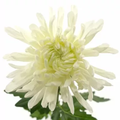 CHRYSANTHEMA G ANTONOV