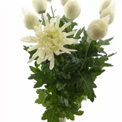 CHRYSANTHEMA G ANTONOV