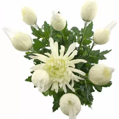 CHRYSANTHEMA G ANTONOV