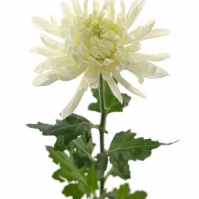 CHRYSANTHEMA G ANTONOV