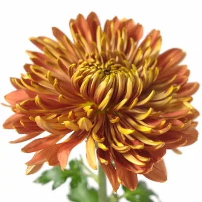 CHRYSANTHEMA G ARMGARD RED