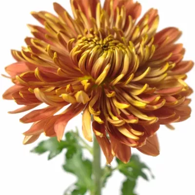 CHRYSANTHEMA G ARMGARD RED