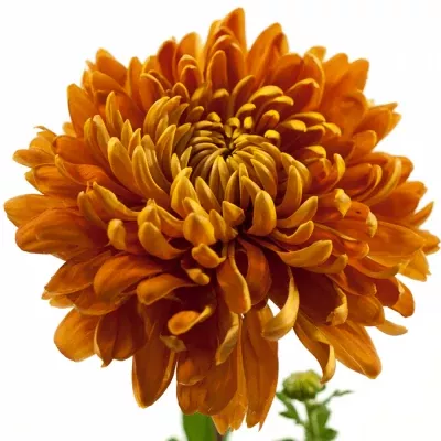 CHRYSANTHEMA G ASTRO