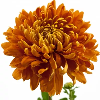 CHRYSANTHEMA G ASTRO