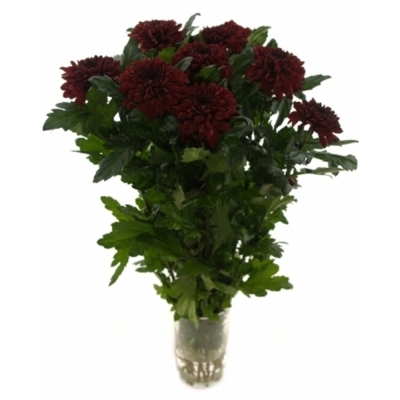 CHRYSANTHEMA G BARCA RED