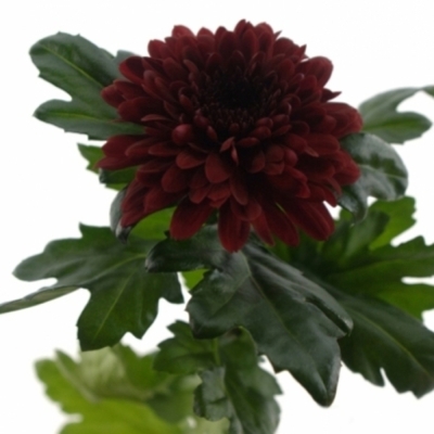 CHRYSANTHEMA G BARCA RED