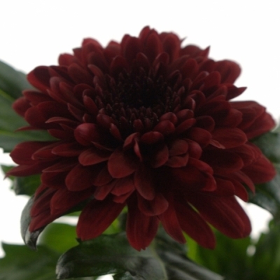 CHRYSANTHEMA G BARCA RED