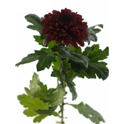 CHRYSANTHEMA G BARCA RED