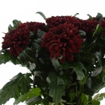 CHRYSANTHEMA G BARCA RED