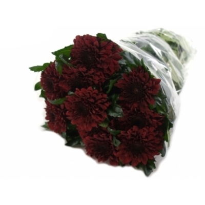 CHRYSANTHEMA G BARCA RED