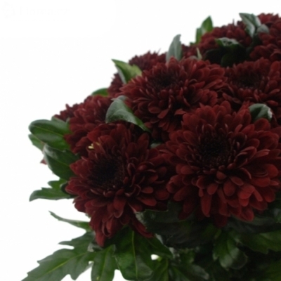 CHRYSANTHEMA G BARCA RED