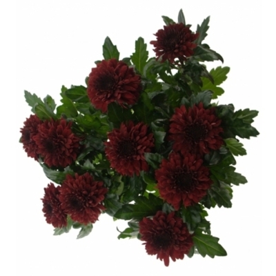 CHRYSANTHEMA G BARCA RED