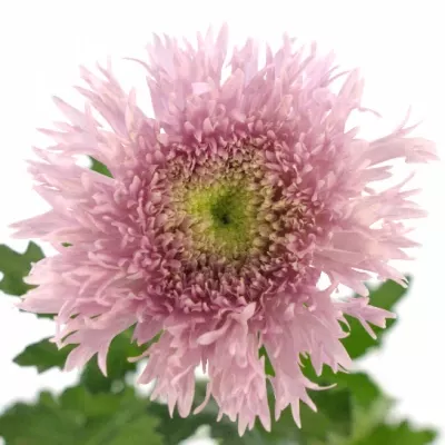 CHRYSANTHEMA G ETRUSKO