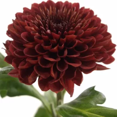 CHRYSANTHEMA G FLAMENCA