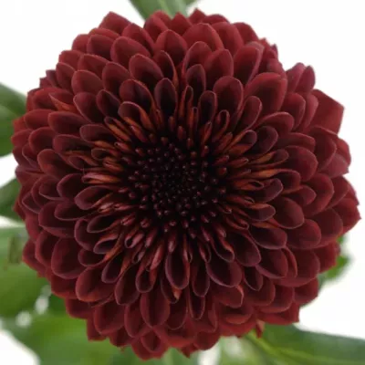 CHRYSANTHEMA G FLAMENCA