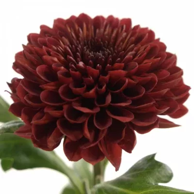 CHRYSANTHEMA G FLAMENCA