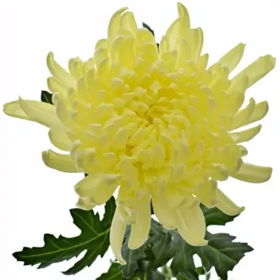 CHRYSANTHEMA G GAGARIN LUNAR 90g