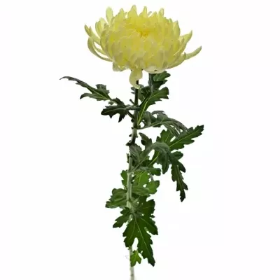 CHRYSANTHEMA G GAGARIN LUNAR 90g