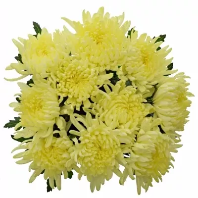 CHRYSANTHEMA G GAGARIN LUNAR 90g