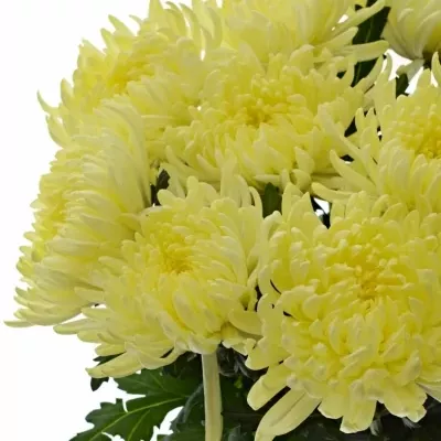 CHRYSANTHEMA G GAGARIN LUNAR 90g