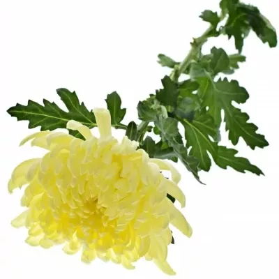 CHRYSANTHEMA G GAGARIN LUNAR 90g