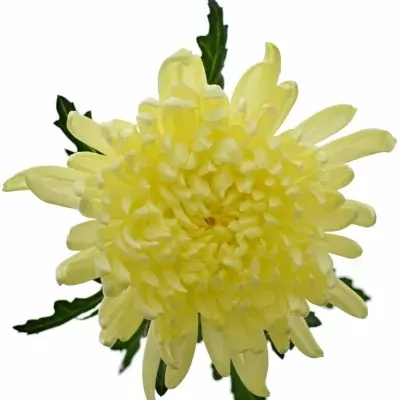 CHRYSANTHEMA G GAGARIN LUNAR 90g