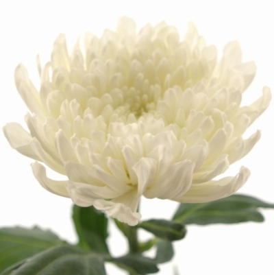 Chrysanthéma G PALISADE