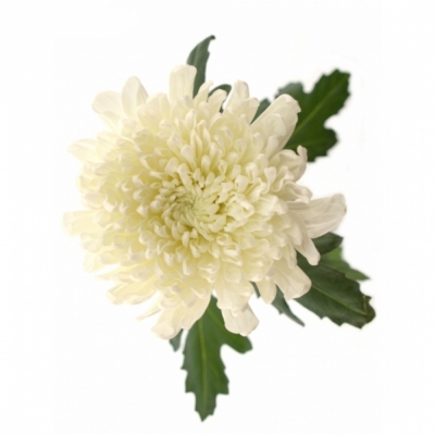 Chrysanthéma G PALISADE