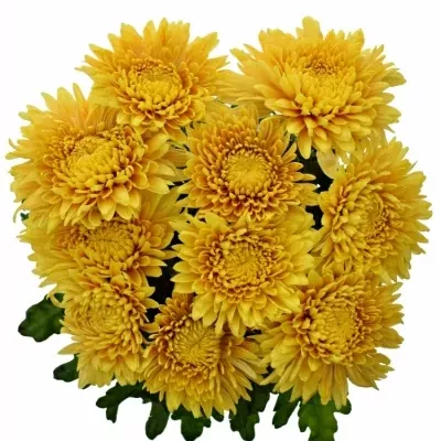 Chrysanthéma G PANDION 80g