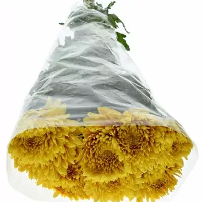 Chrysanthéma G PANDION 80g