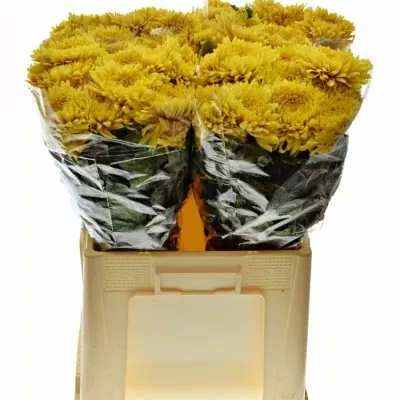 Chrysanthéma G PANDION 80g