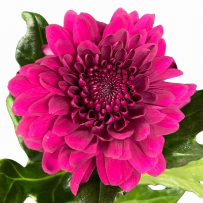 CHRYSANTHEMA G PIP PURPLE